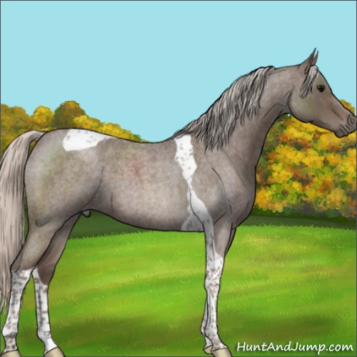 Horse Color:Silver Blue Roan Tobiano 