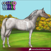 Horse Color:Silver Blue Roan Tobiano