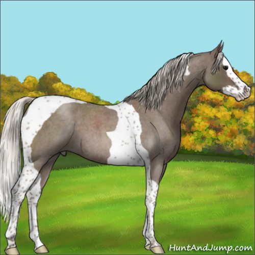 Horse Color:Silver Blue Roan Splash Tobiano 