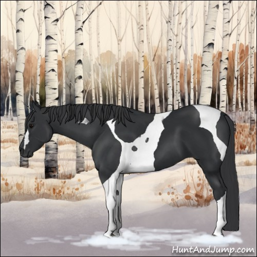 Horse Color:Black Tobiano 