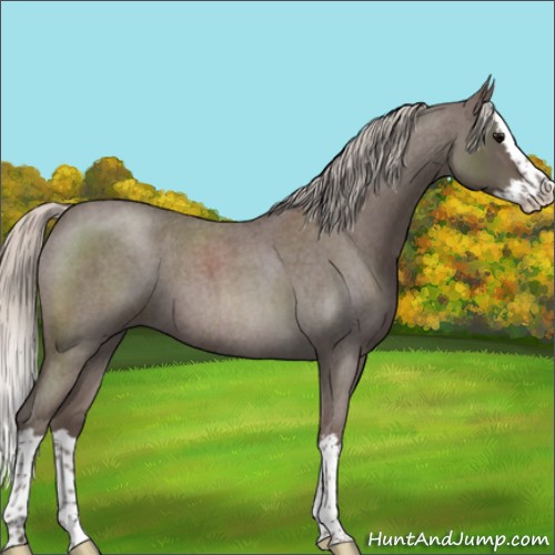 Horse Color:Silver Blue Roan Splash 