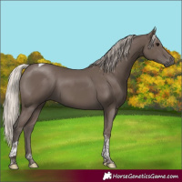 Horse Color:Silver Black Tobiano 