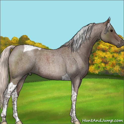 Horse Color:Silver Blue Roan Tobiano 