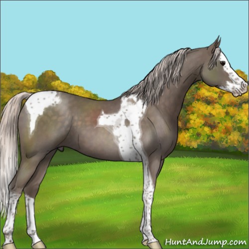 Horse Color:Silver Blue Roan Splash Tobiano 