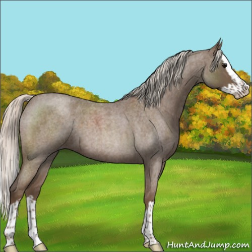 Horse Color:Silver Blue Roan Splash