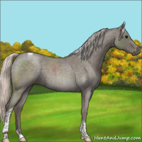 Horse Color:Silver Blue Roan Tobiano