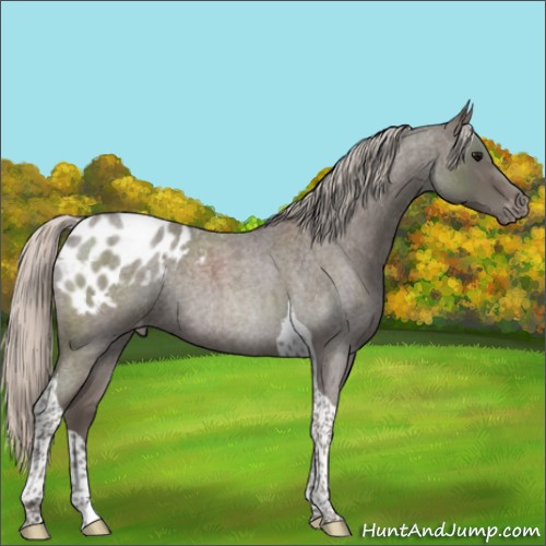 Horse Color:Silver Blue Roan Tobiano Appaloosa Rabicano 