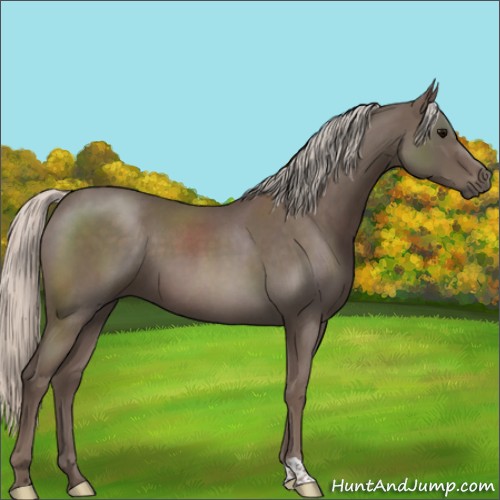 Horse Color:Silver Blue Roan 