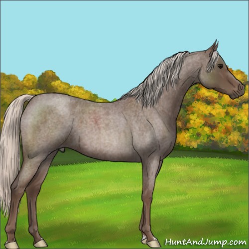 Horse Color:Silver Blue Roan 