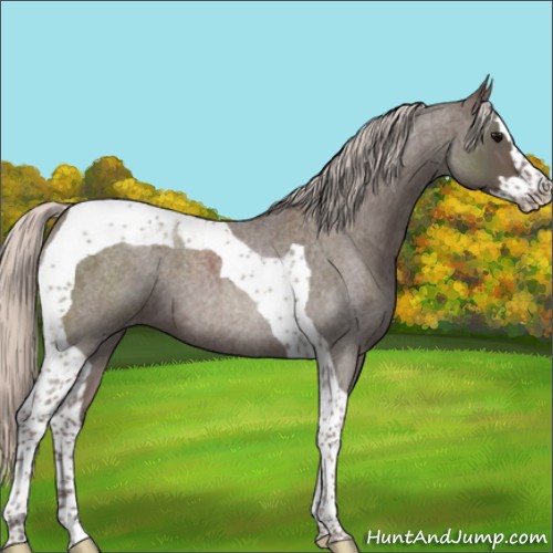 Horse Color:Silver Blue Roan Splash Tobiano 