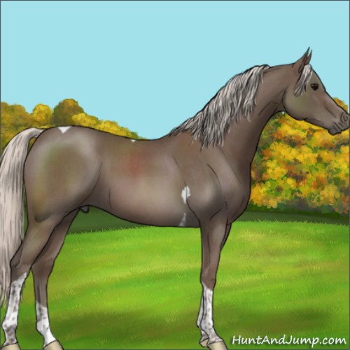 Horse Color:Silver Blue Roan Tobiano 