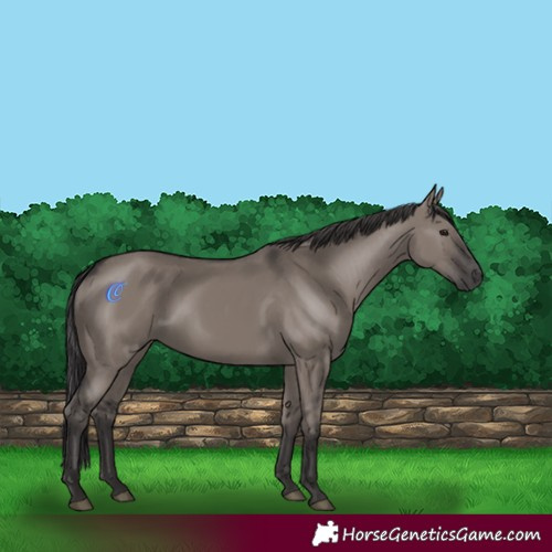 Horse Color:Smoky Grullo 