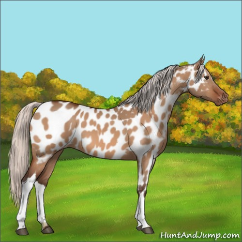 Horse Color:Silver Brown Dun Appaloosa 