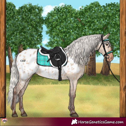 Horse Color:Silver Brown Dun Appaloosa