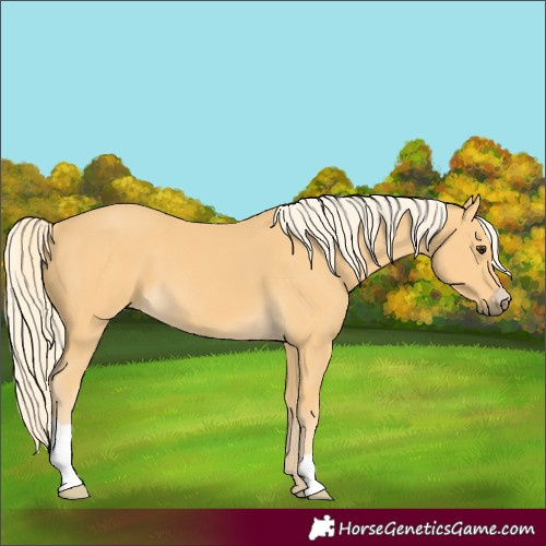 Horse Color:Palomino 