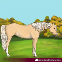 Horse Color:Palomino 