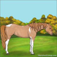Horse Color:Red Roan Tobiano 