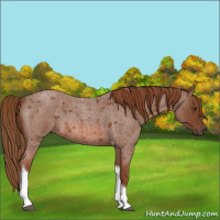 Horse Color:Red Roan Tobiano 