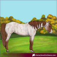 Horse Color:Red Roan Splash 