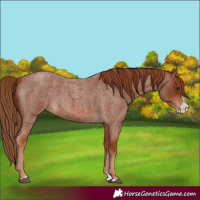 Horse Color:Red Roan Splash 