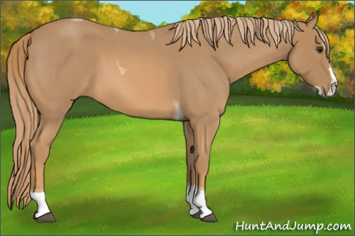 Horse Color:Red Roan Splash Tobiano 