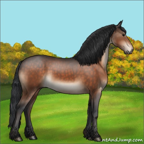 Horse Color:Brown Sabino 