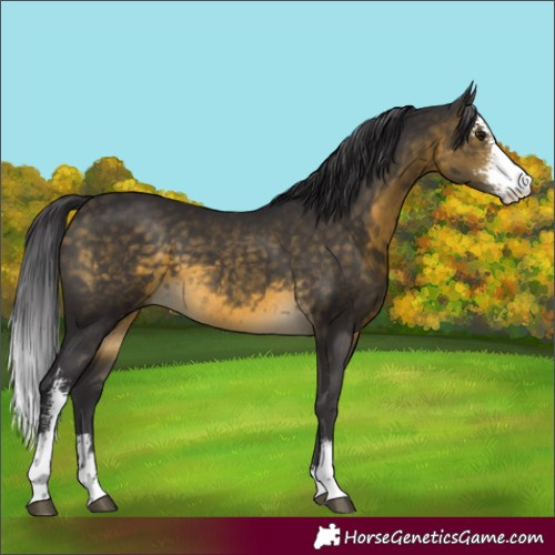 Horse Color:Buckskin Sabino 