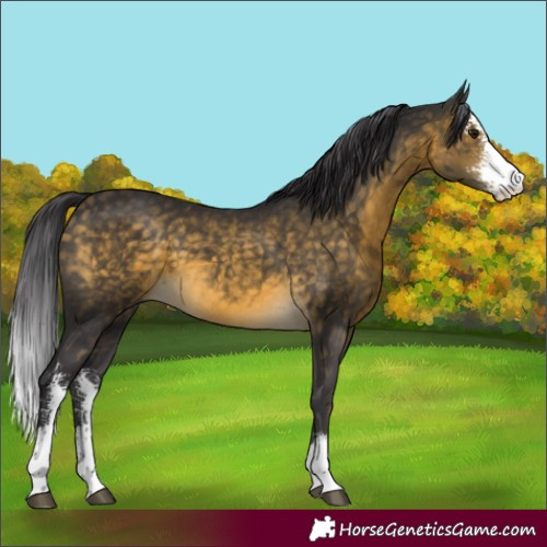 Horse Color:Buckskin Sabino 