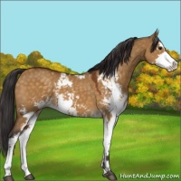 Horse Color:Buckskin Dun Sabino 