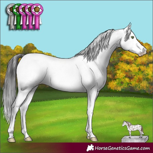 Horse Color:Buckskin Sabino Appaloosa 