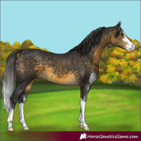 Horse Color:Buckskin Sabino 