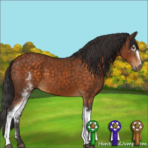 Horse Color:White Spotted Buckskin 