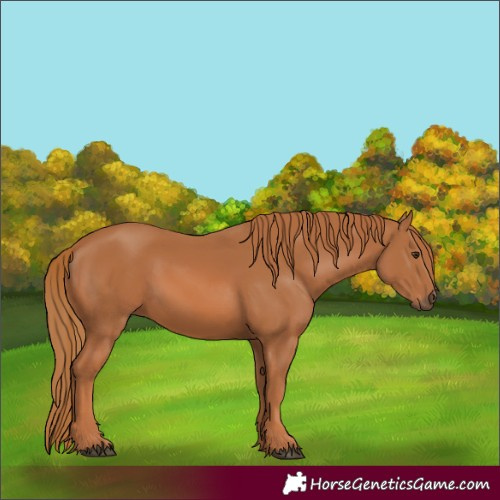 Horse Color:Chestnut 