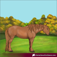 Horse Color:Chestnut 