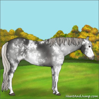 Horse Color:Gray Silver Smoky Black Sabino Rabicano