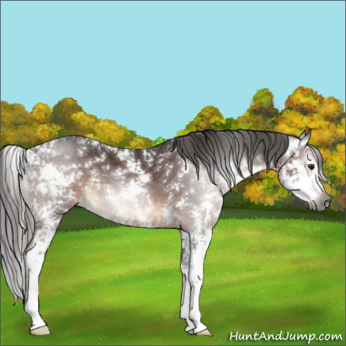 Horse Color:Gray Liver Chestnut Sabino