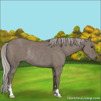 Horse Color:Silver Grullo Sabino Rabicano