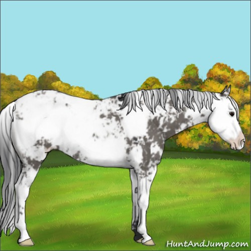 Horse Color:Grullo Sabino Rabicano 