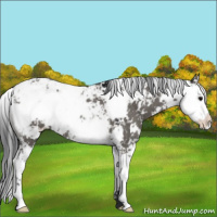 Horse Color:Grullo Sabino Rabicano