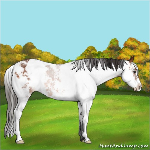 Horse Color:Bay Sabino 