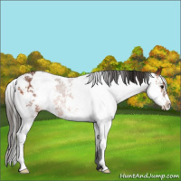 Horse Color:Bay Sabino 