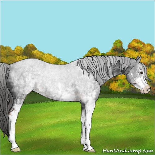 Horse Color:White Spotted Liver Chestnut Sabino