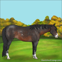 Horse Color:Brown Sabino 