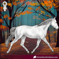 Horse Color:Gray Bay Dun Sabino Appaloosa Brindle 