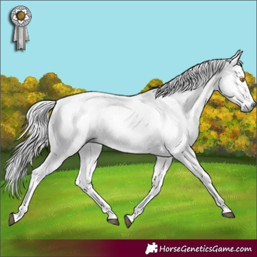 Horse Color:Gray Buckskin Dun Sabino Appaloosa 