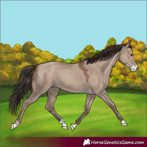 Horse Color:Classic Champagne Dun Sabino 
