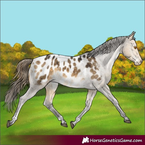 Horse Color:Buckskin Dun Tobiano Appaloosa Brindle 