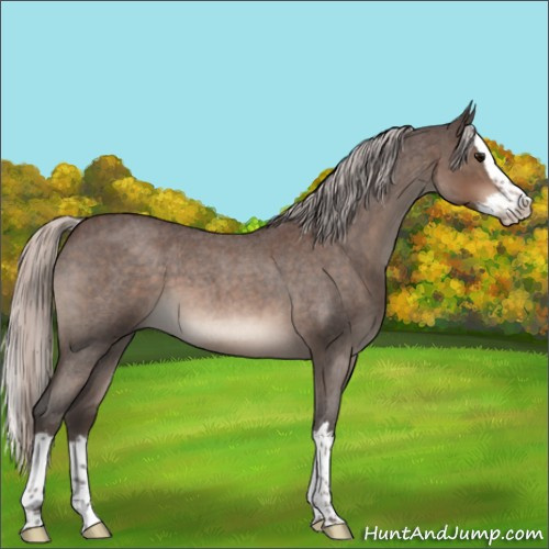 Horse Color:Silver Brown Roan Splash