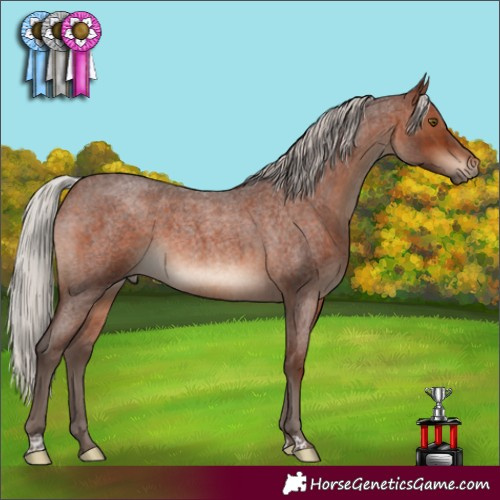 Horse Color:Silver Brown Roan