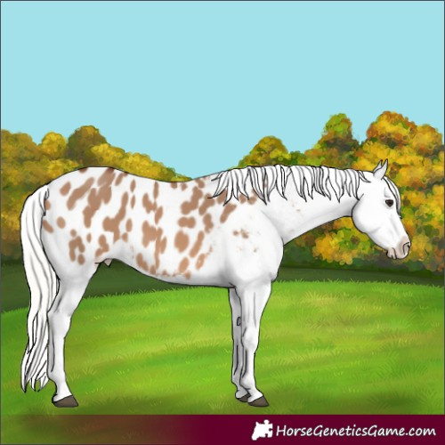 Horse Color:Silver Brown Dun Blanket 